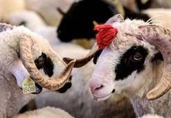 Kızılay kurbanlık bağış 2022 fiyatları! Kızılay yurt dışı, yurt içi kurban bağışı ne kadar 2022, kaç para? Kızılay kurban bağışı bedeli!