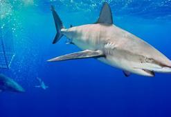 Marmara'da köpek balığı alarmı! Büyük artış