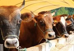 İl il büyükbaş ve küçükbaş kurbanlık fiyatları belli oldu! Ücretler şehirden şehire göre değişiyor: İşte kurban kesim bedelleri...