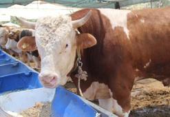 Kurbanlık fiyatları il il açıklandı! İşte bayrama 18 gün kala büyükbaş ve küçükbaş kurban kesim bedelleri...