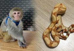 İstanbul merkezli 14 ilde eş zamanlı operasyon! 303 yabani hayvan ele geçirildi