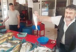 Kilosu 30 liradan tezgahlarda! Palamut, çupra ve levrek...