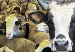Bayram öncesi kurban fiyatlarına büyük zam! İl il kurban fiyatları açıklandı! Yüzde 107 artış! Fiyatların düşmesinin tek ihtimali var