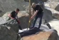 Boğa denize düştü, vinçle kurtarıldı