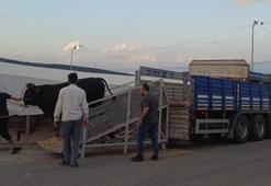 Kurbanlıkların İstanbul’a girişi başladı