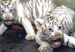 İş adamları, mankenler talip oldu! Şebeke çökertildi