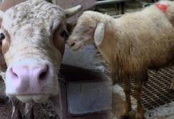 Kurbanlık fiyatları 2022: Zam geldi, büyükbaş ve küçükbaş kurbanlık koç, koyun, dana fiyatları ne kadar, kaç TL...