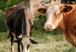 İnternette ucuz kurbana dikkat!