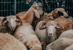 Bayram tatili 9 gün olur mu? Bayram tatili birleşecek mi? Kabine sonrası bayram tatili belli olur mu?