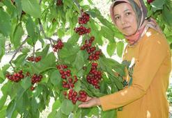 Kilosu 40 liradan satışta! Üretici memnun, yıllık 12 ton...