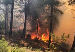 Ormanlık alanlara girişler yasaklandı! O ilimizde orman yangınları tedbiri...
