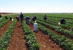 Acı biber tarlada 6 TL, markette 15 TL’den satılıyor