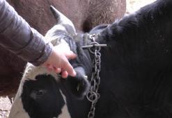 Kurbanlık alacaklara son dakika uyarısı! Bayram öncesi açıkladı, tek tek kontrol edin...