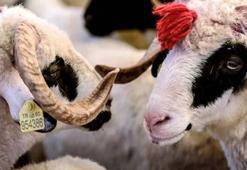 2022 kurbanlık fiyatları ne kadar, bu sene kurbanlık koç, koyun, keçi ve dana fiyatları kaç para?
