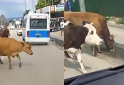 İnekler ana yola indi, araç sürücüleri zor anlar yaşadı!