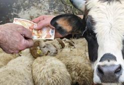Kurban fiyatlarıyla ilgili son dakika! Büyükbaş, küçükbaş...