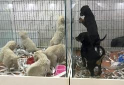 Vitrinde kedi- köpek satışında son günler