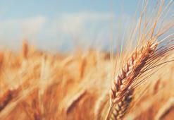 Gıda fiyatlarına zam! Yeni kriz geliyor, işte gıda fiyatlarındaki artışın perde arkası...