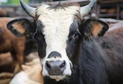Kurban keserken nelere dikkat edilmeli? Kurban kesim yerlerinde kesim nasıl yapılır? Uzmanlar uyarıyor!