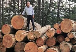 Orman Genel Müdürü Karacabey: Kesilen ağaçlar ekonomik ömrünü tamamlamıştır