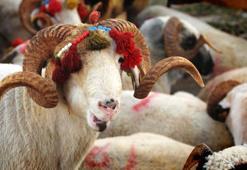 Kurban Bağışı 2022! Mehmetçik Vakfı yurt içi ve yurt dışı kurbanlık bağış fiyatları ne kadar?