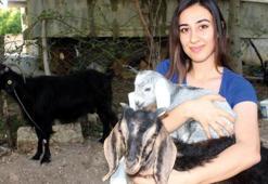 Kurban Bayramı'nda kesmek için aldı! Sabah görünce inanamadı, milyonda bir oluyor