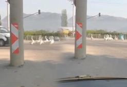Yola çıkan kazlar nedeniyle şehirlerarası yolda trafik durdu!