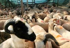 Kurban Bayramı mesajları! En güzel Kurban Bayramı tebrikleri! İşte resimli, anlamlı, dualı ve ayetli Kurban Bayramı mesajları