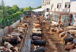 İstanbul’da kurban kesimleri başladı