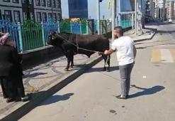 Rize'de 1 saatlik 'kaçan boğa' kovalaması! Sakinleştirici iğne atılarak yakalandı