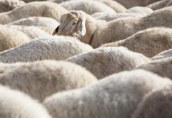 Kurban Bayramınız kutlu olsun! Anlamlı, duygusal, dualı, ayetli ve resimli en güzel Kurban Bayramı mesajları!