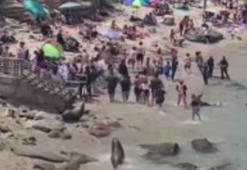 Deniz aslanları plajda halkı kovaladı