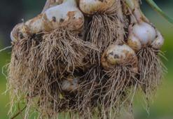 ‘Beyaz altın’ hasadı başladı! Kilosu 30 lira, 4 bin ailenin gelir kapısı...