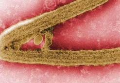 Marburg virüsü nedir, nasıl bulaşır, Marbug’un aşısı tedavisi var mı? Ebola virüsüne benzeyen Marbug virüsünde ölüm oranı ne, kaç kişi öldü?