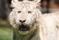 Beyaz kaplan 'Kartopu', bayram ziyaretçilerinin gözdesi