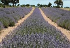 Türkiye'de lavanta üretilen alan 20 bin dekara yükseldi