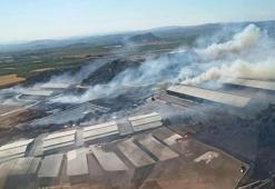 İzmir Bergama'da makilik yangını!