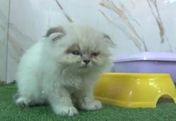 Petshop vitrinlerinden kedi ve köpekler kaldırıldı