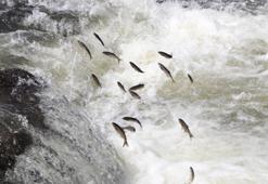 İnci kefali için av yasağı sona erdi