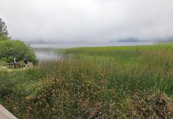 Abant Milli Parkı'nda fayton yasaklandı