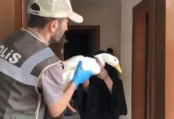 Tartışılan ördeklere İçişleri Bakanlığı sahip çıktı