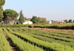 Paraya para demiyorlar! Köpekler buluyor! Kilosu 700 ila 4 bin euro arasında