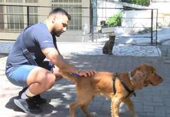 Şok eden kedi saldırısı kamerada