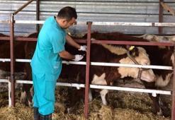 Hayvanların aşılanmasına devam ediliyor