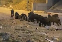 Aç kalan domuz sürüsü şehir merkezine indi