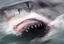 Matawan'ın İnsan Yiyen Canavarı! Denizde 12 gün süren dehşet: İnsanlar köpekbalığından neden korkuyor?