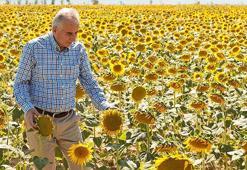Ayçiçekler hasat için gün sayıyor