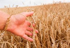 İklim ve gıda krizi çanları çalıyor! Uzmanlar uyarıyor!