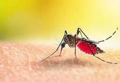 Zika virüsü bulaştırıyor! Yeni tehlike: Aedes