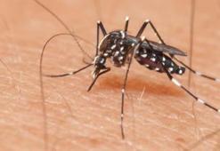 AEDES sivrisinek ısırığı belirtileri nelerdir, nasıl geçer? AEDES sivrisineği nedir, nasıldır, farkı ne?